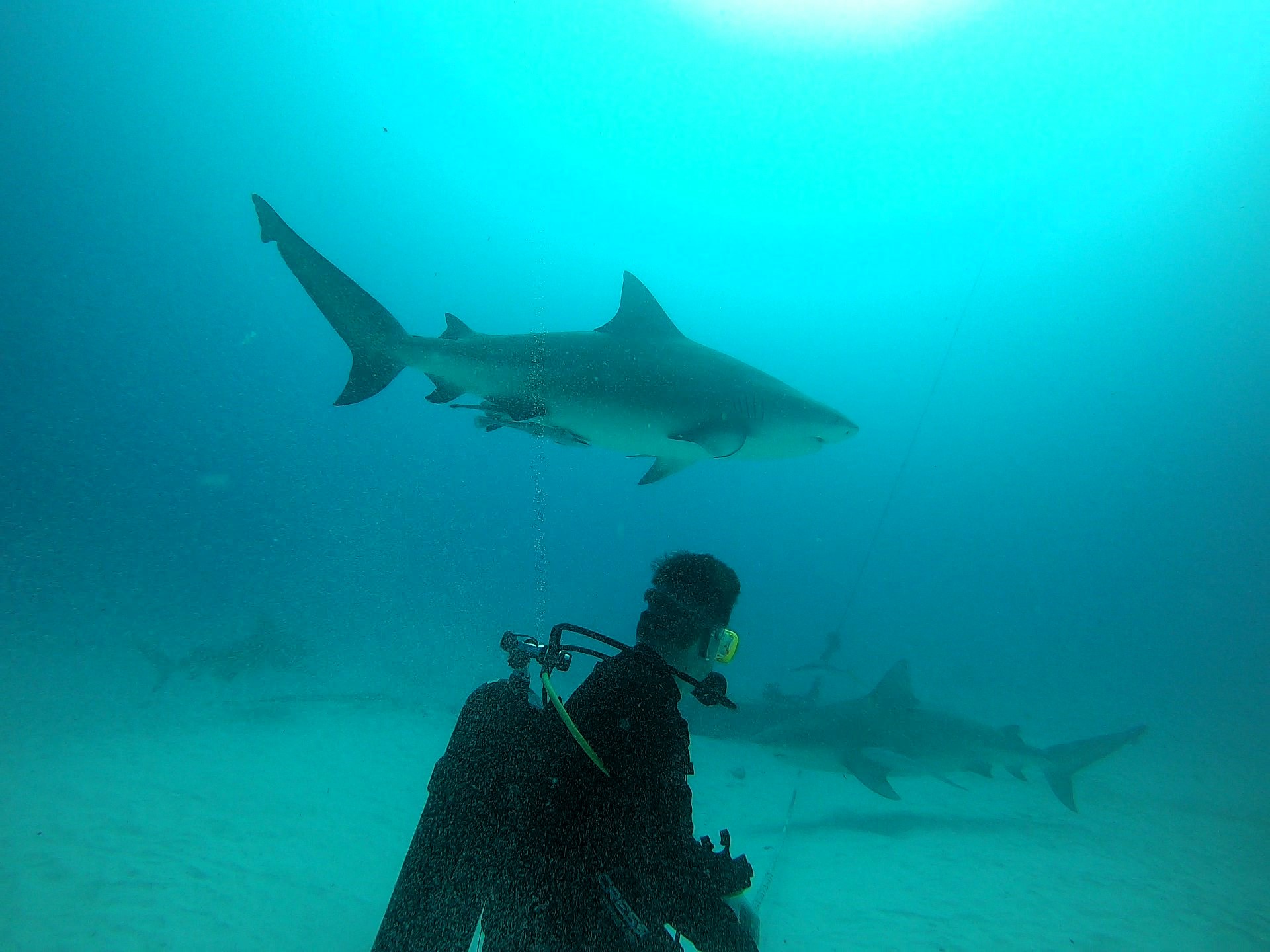 Diver admiring bull sharks passing by