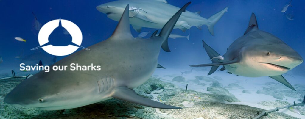 SOS please donate Saving our Sharks