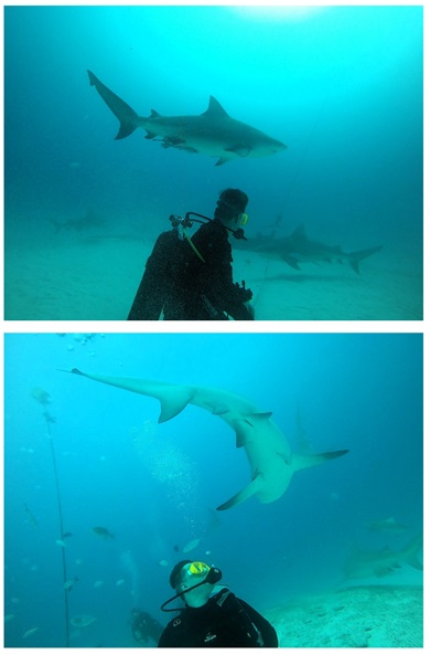 Bull shark dive Playa del Carmen