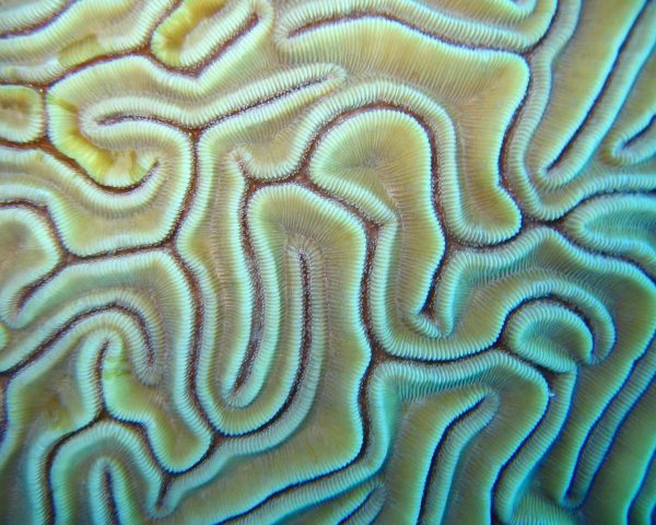 Akumal brain coral