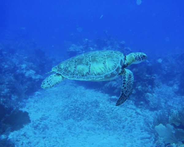 Turtle swimming by