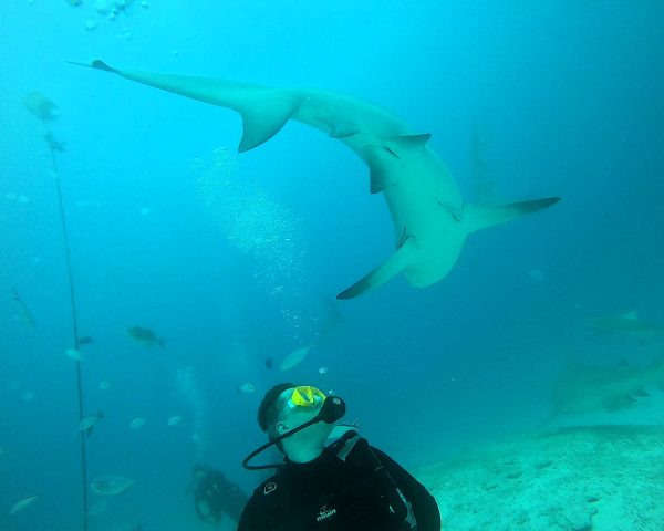 Bull shark swimming above diver