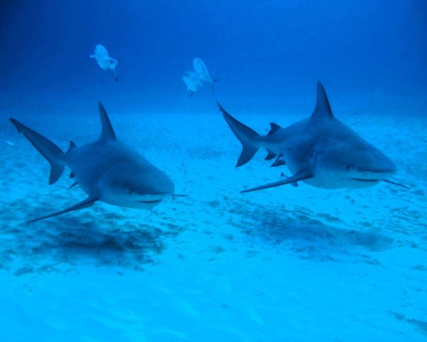 Dive with the majestic bull sharks off the coast of Playa del Carmen, Quintana Roo, Mexico