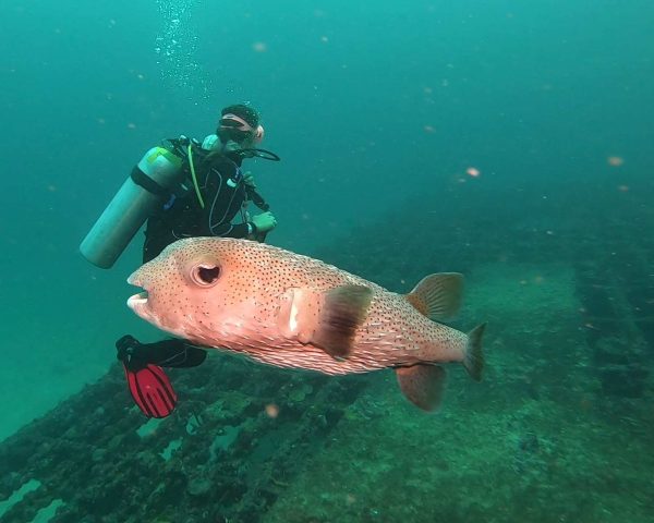 Big puffer fish saying hello on C-56 Wrech diving in Puerto Morelos