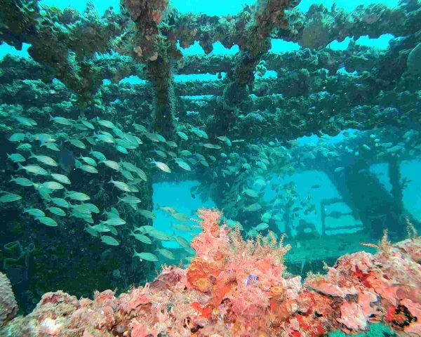 Corals growing on shipwreck C-56 in Puerto Morelos