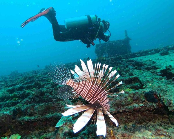 Lionfish and diver floating over the C-56 Wreck in Puerto Morelos
