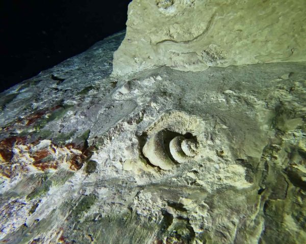 Fossil in Cenote Chikin Ha