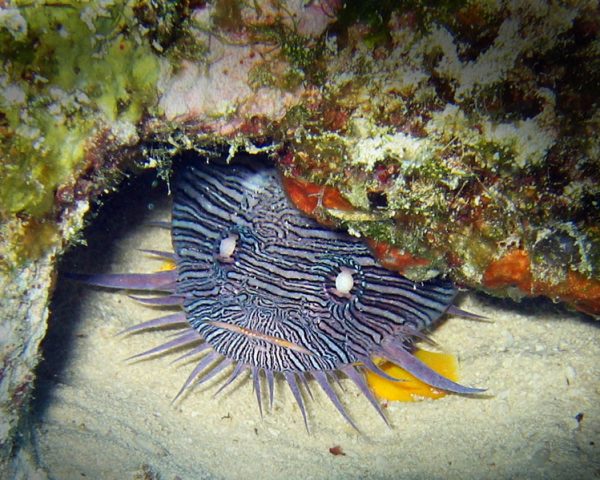 A Cozumel Splendid Toadfish hiding under coral outcroppings.