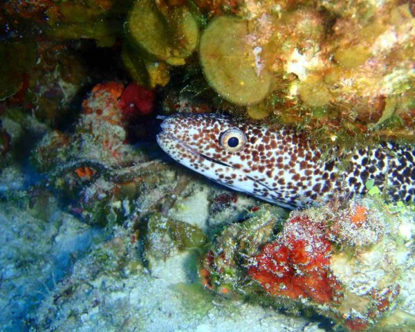 Spotted morray eel in Cozumel